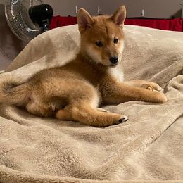 Shiba Inu and Siberian Husky Puppies from Mirage Siberians