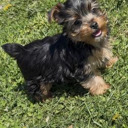 Serena - Black and tan female Yorkshire Terrier puppy in Newark, Ohio from Champagne Charm Yorkies