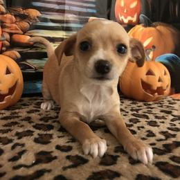 Betty - Fawn and white female Chihuahua puppy in Mesa, Arizona from Sun Valley Chihuahuas & Malinois
