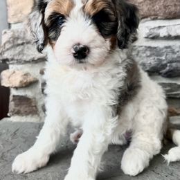 Assorted Doodle Crosses, Aussiedoodle, and Goldendoodle Puppies from Skyridge Doodles