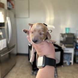 Girl 4 - Cream female Dachshund puppy in Las Animas, Colorado from J&D Dachsies