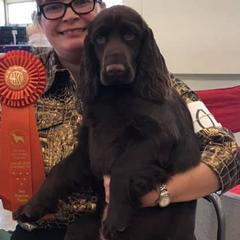 Mimi - Field Spaniel
