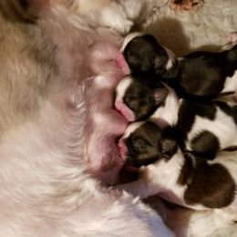 Shih Tzu Puppies from Sapphire Shih Tzu