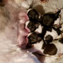 Shih Tzu Puppies from Sapphire Shih Tzu