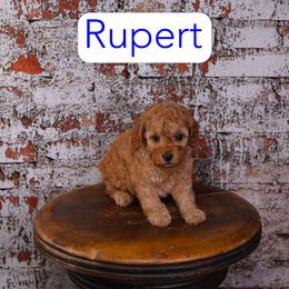 Rupert - Red male Cavapoo puppy in Calhoun, Georgia from Happy Top Doodles