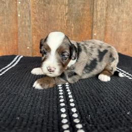 Gator - Blue merle male Aussiedoodle puppy in Eastland, Texas from H5 Mini Doodles