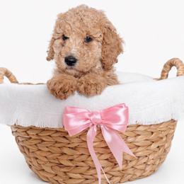 Rosie - Apricot female Goldendoodle puppy in Yakima, Washington from HoneyPaw Doodles