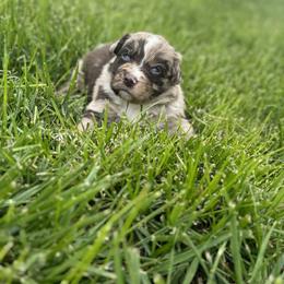 Wilma - Red merle female Australian Shepherd puppy in Laotto, Indiana from Circle B working Aussies