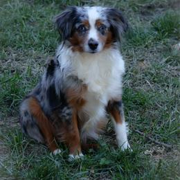 Brittney - Toy Australian Shepherd