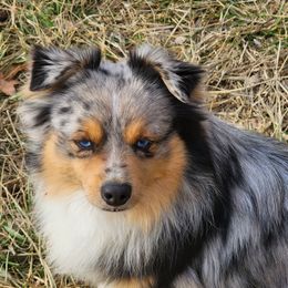 Chisholm  - Toy Australian Shepherd