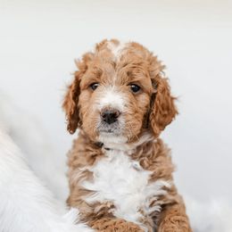 Goldendoodle Puppies from Woodstock Doodles, LLC