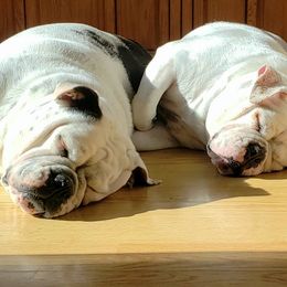 Bulldogs from Sherburne Refuge Bulldogs