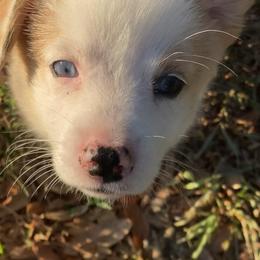 American Corgi and Pembroke Welsh Corgi Puppies from Swell Corgis