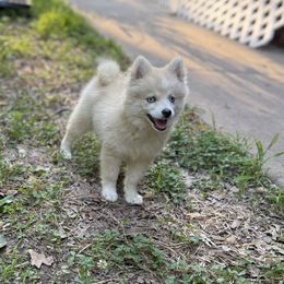 Sugar - Wolf sable female Pomsky puppy in Larue, Arkansas from The Looking Glass Kennel
