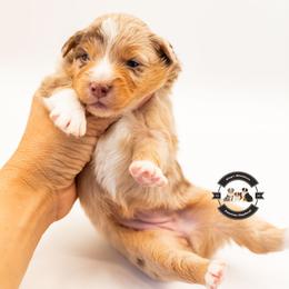 Red Merle 2 - Red merle female Miniature American Shepherd puppy in Tonopah, Arizona from King's Miniature American Shepherds