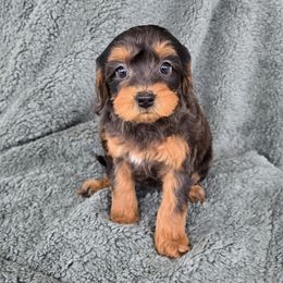 Merida - Black and tan female Cavapoo puppy in Floyd, Virginia from Hearts and Paws Poodles and Doodles