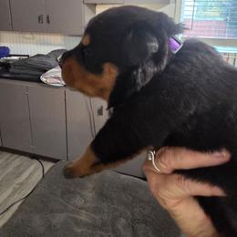 Purple girl - Black and mahogany female Rottweiler puppy in Lebanon, Oregon from SOUTH SANTIAM ROTTWEILERS