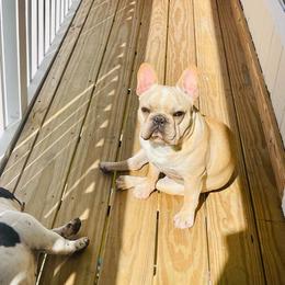 French Bulldog Puppies from Fancy Face Frenchies