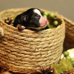 Miniature Australian Shepherd and Toy Australian Shepherd Puppies from Sanative Homestead