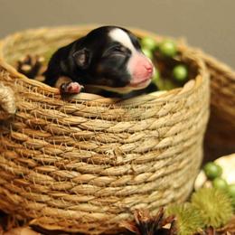 Miniature Australian Shepherd and Toy Australian Shepherd Puppies from Sanative Homestead