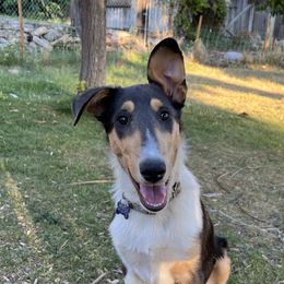 Enzo - Black white and tan Collie puppy in Provo, Utah from Cor Collies