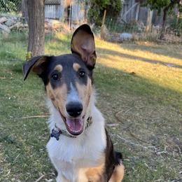 Enzo - Black white and tan Collie puppy in Provo, Utah from Cor Collies