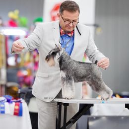 LaLa - Miniature Schnauzer