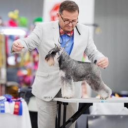 LaLa - Miniature Schnauzer