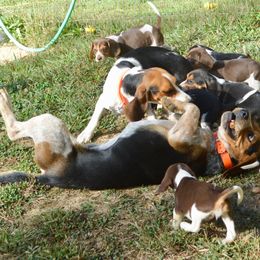 Beagle, Jack Russell Terrier, and Russell Terrier Puppies from Mountain Top