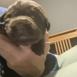 Boy 3 - Labrador Retriever puppy from Brownstone Labradors