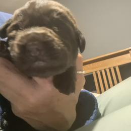 Boy 3 - Labrador Retriever puppy from Brownstone Labradors