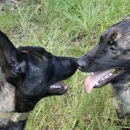 Dutch Shepherds from Iron Works K9