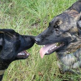 Dutch Shepherds from Iron Works K9