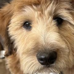 Cockapoos, Sheepadoodles, and Whoodles from Saddle Mountain Doodles