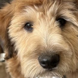 Cockapoos, Sheepadoodles, and Whoodles from Saddle Mountain Doodles