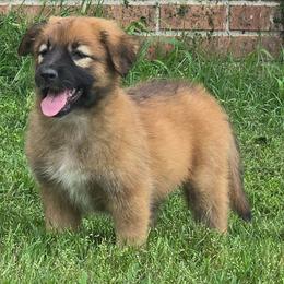 Ruby Rare Crimson Treasure - Fawn female Xoloitzcuintli puppy in Ethridge, Tennessee from Royalty Reigns Xolos
