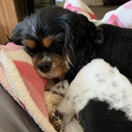 Cavalier King Charles Spaniels from Baker Family Cavalier King Charles Spaniels