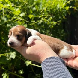 Boy 3 - Piebald male Dachshund puppy in Santa Rosa, California from Signature Mini Dachshunds