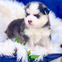 Pomsky puppies from Island Pomskies