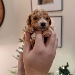 Brown collar - Red male Assorted Doodle Crosses puppy in Marysville, California from Dailey Doodles and Dachshunds