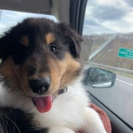Collie Puppies from Kindred Spirit Collies