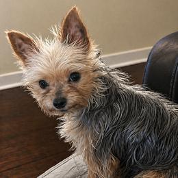 Princess - Yorkshire Terrier