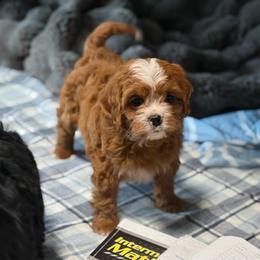 Charlotte - Apricot female Cavapoo puppy in Yacolt, Washington from Olga's Cavapoo