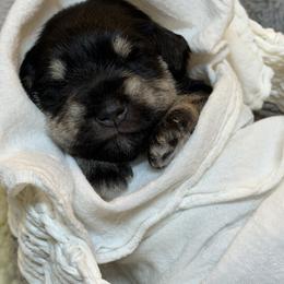 Boy 1: Red Collar - Black and silver male Miniature Schnauzer puppy in Bullard, Texas from Black Gold Miniature Schnauzers