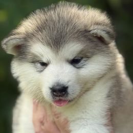 Girl 7 - Gray and white female Alaskan Malamute puppy in Ramsey, Minnesota from Windchaser Kennels