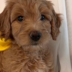 Bernedoodles and Goldendoodles from Gracie's Goldendoodles and Bernedoodles