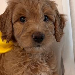 Bernedoodles and Goldendoodles from Gracie's Goldendoodles and Bernedoodles