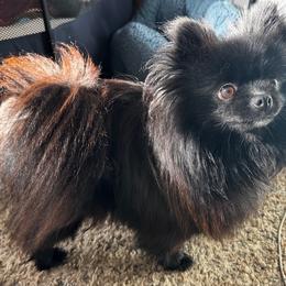 Kiki - Pomeranian
