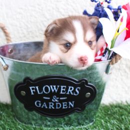 Pomsky Puppies from Palm Tree Pomskies