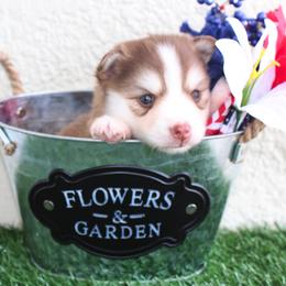 Pomsky Puppies from Palm Tree Pomskies